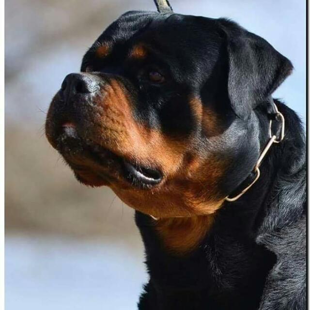 DOG FORUM OF INDIA WhatsApp Group