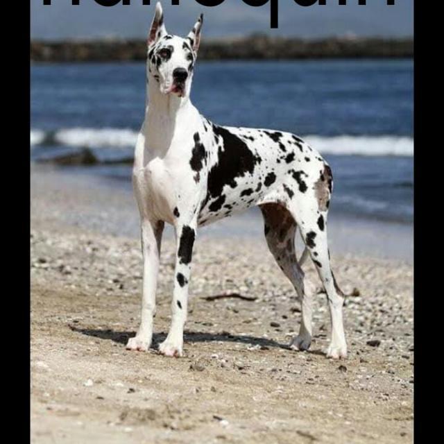 "Greatdane🐶Owners 🐕" WhatsApp Group