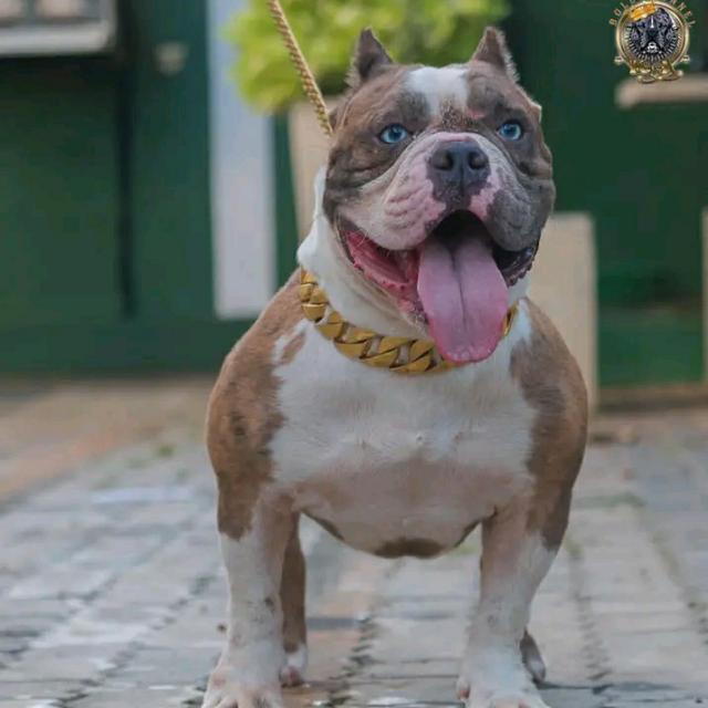 Dog sale 🐶 WhatsApp Group