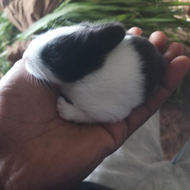 தி.மலை முயல் பண்ணை 🐰 WhatsApp Group