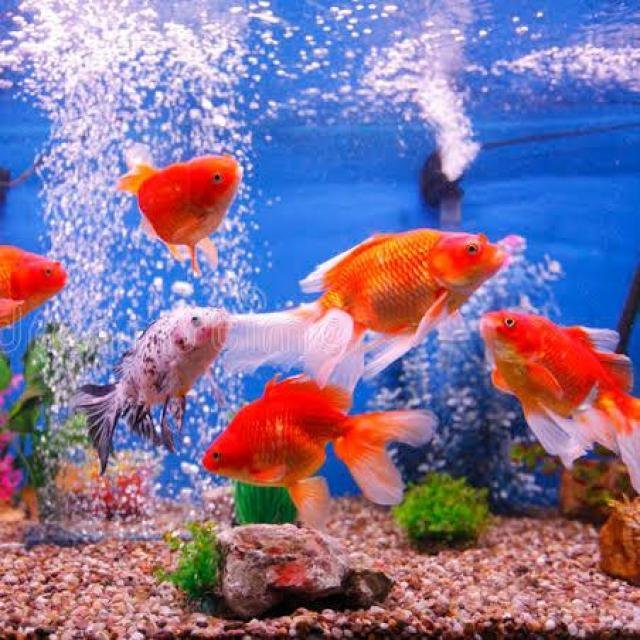 Pet Fish🐟🐠🦞 WhatsApp Group