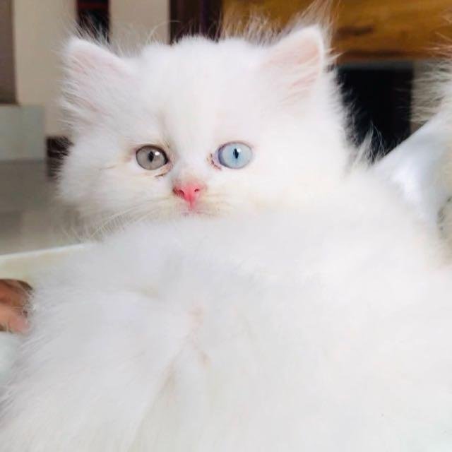 Persian Cat Selling Group WhatsApp Group