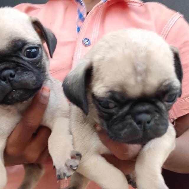 Best puppies 🐶🐾 WhatsApp Group
