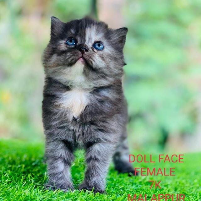 Persian cat WhatsApp Group