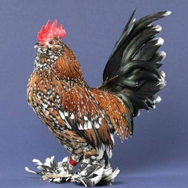 ONLY FANCY HENS LHR 🐓 WhatsApp Group