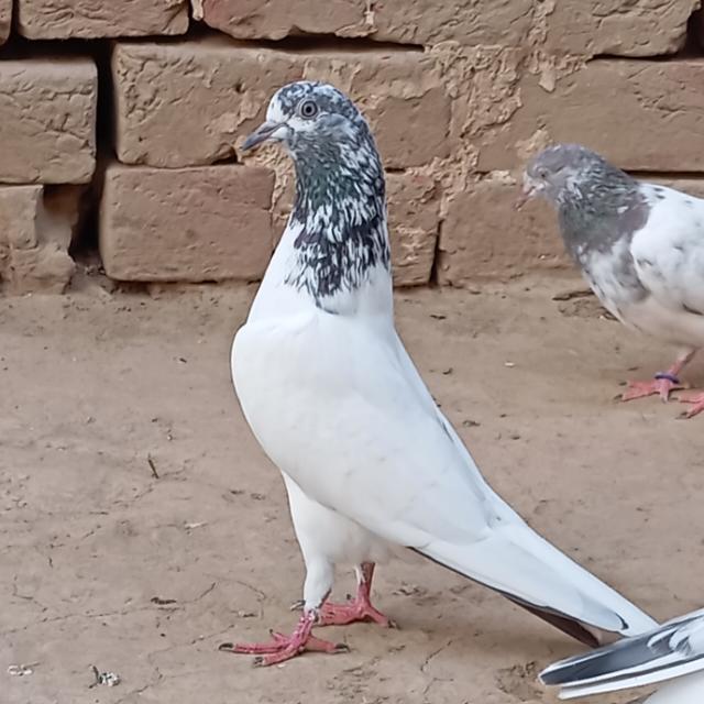 Nadeem Pigeons Club 🏆💰 WhatsApp Group Link