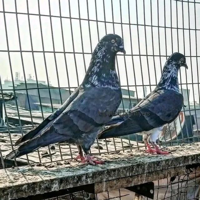 💞شوقی💞ګروپ💞 WhatsApp Group
