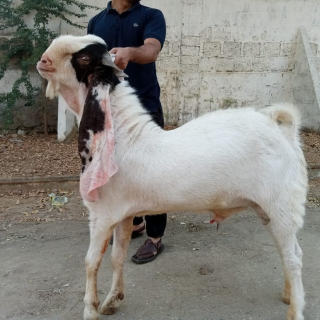 Goats Lovers WhatsApp Group