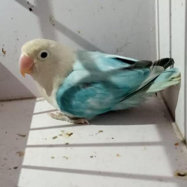 🦜Multan love birds🦜❤️ WhatsApp Group