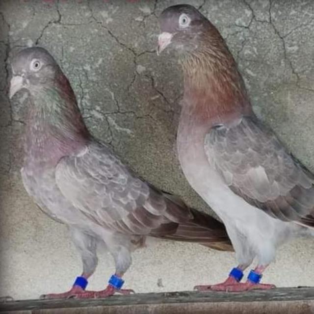 Kabooter sale group WhatsApp Group Link