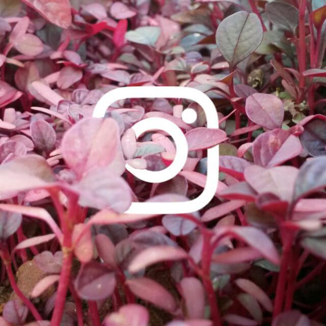 Instagram support 👍 WhatsApp Group