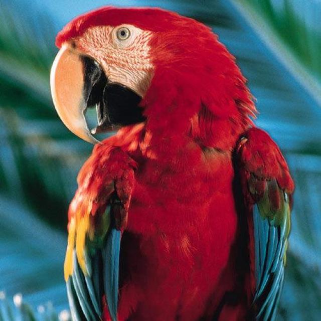 PARROT & CAGE GROUP LHR 2 WhatsApp Group