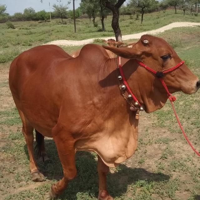 किसान पशुपालन संगठन🐃🐄🐂 WhatsApp Group Link